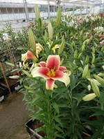 [5182 Flavia No01.JPG]